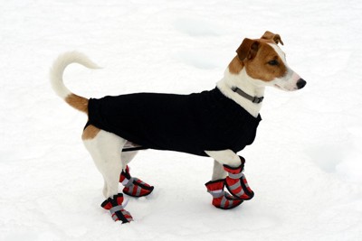 靴を履いて雪の上を歩く犬