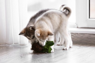 植物を噛む子犬