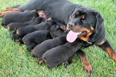 授乳中のロットワイラーと子犬たち