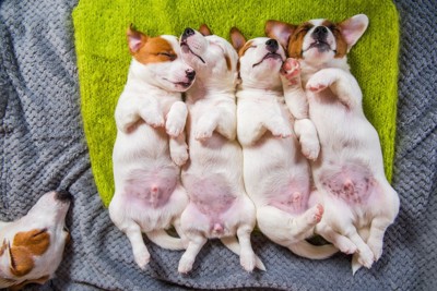 4匹の眠る子犬