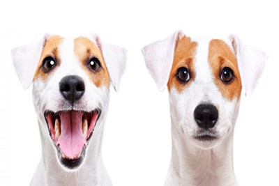 笑顔の犬と無表情の犬