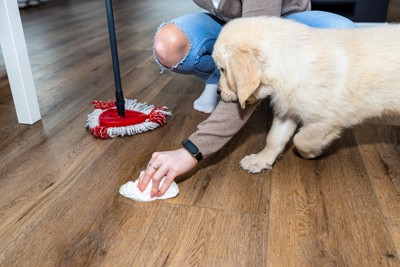 お漏らしの掃除をする女性と見つめる犬