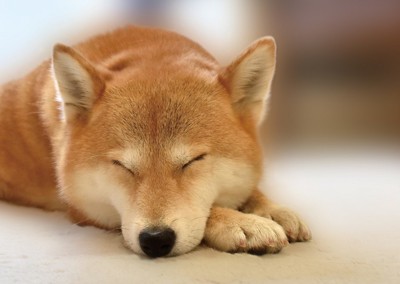 眠る柴犬の顔のアップ