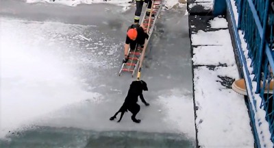 氷上に上がれた犬