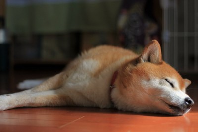 昼間に眠る柴犬