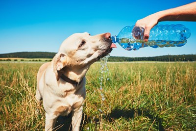 夏の散歩でペットボトルの水をがぶ飲みする犬