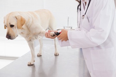獣医に爪を切られる犬