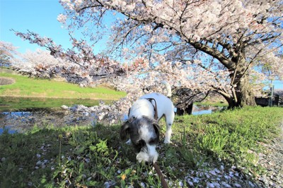 桜の木の下で地面の匂いを嗅ぐ犬