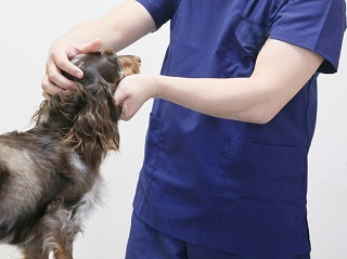 獣医さんと犬の写真