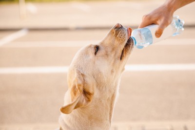 ペットボトルで水分を補給する犬