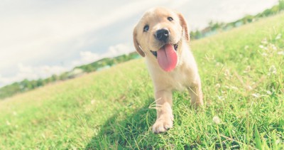 芝生を歩くレトリバーの子犬