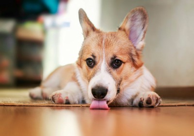 床を舐める犬