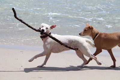 海岸で遊ぶ犬たち