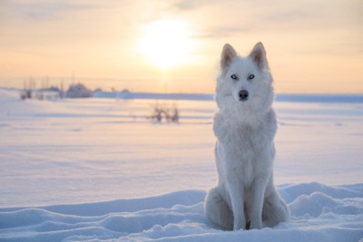 雪の中で座るハスキー犬