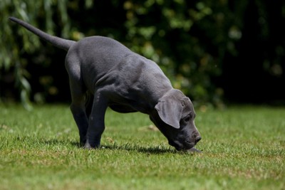 芝生のにおいを嗅ぐ犬