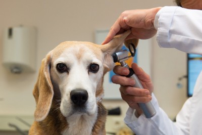 耳の治療を受ける犬