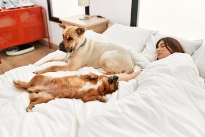 ベッドの上の女性と犬