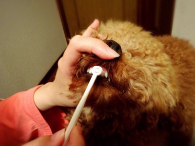 犬の歯石予防のために犬歯と前歯を磨く