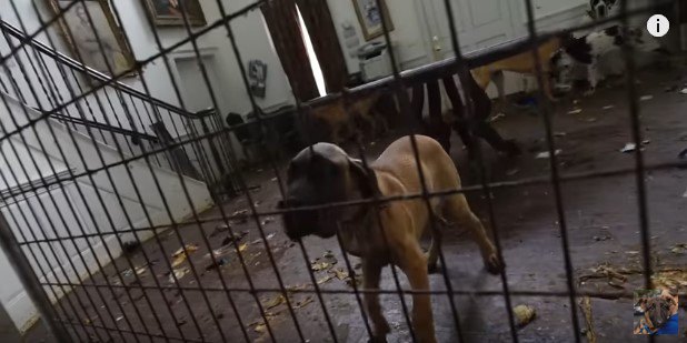 複数の犬が監禁された部屋