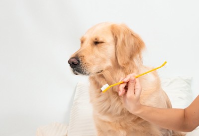 歯ブラシから顔を背ける犬
