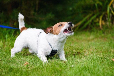 芝生の上で吠えているリードをつけた犬