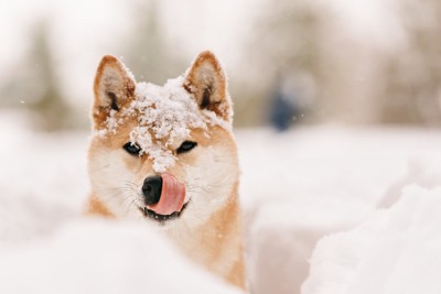 雪の間から顔を出す柴犬