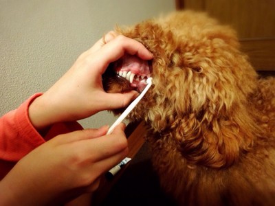 犬の歯石予防のために奥歯を磨く