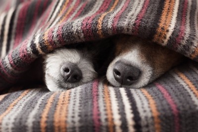 毛布に入る2匹の犬