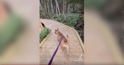 森林を散歩する犬