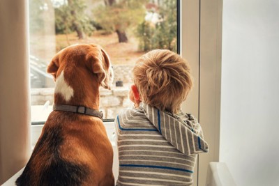 窓際で並んで外を見る犬と男の子