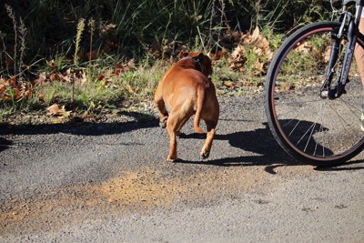 自転車の前を走る茶色い犬の後ろ姿