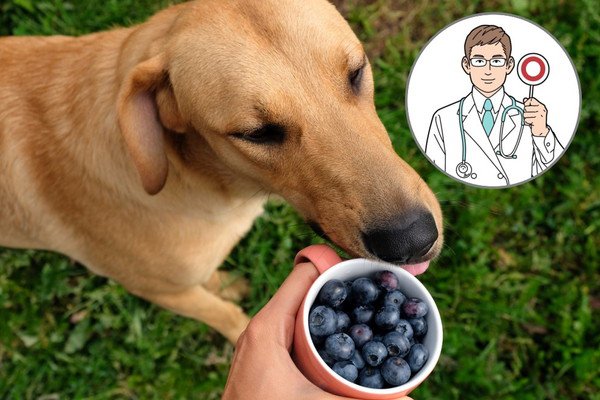 犬はブルーベリーを食べても大丈夫！