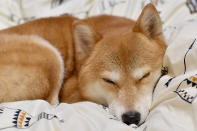 ベッドで寝る犬