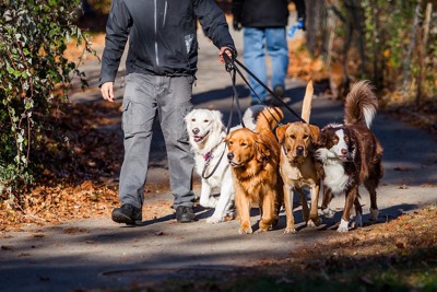 散歩中の複数の犬