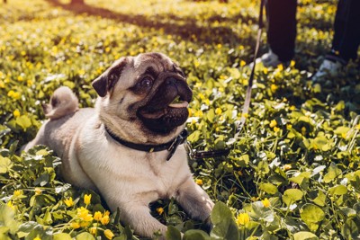 散歩中に芝生にふせをして嬉しそうな犬