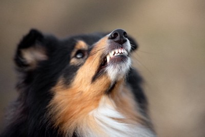 歯をむき出して威嚇する犬