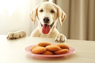 クッキーを前に嬉しそうな犬
