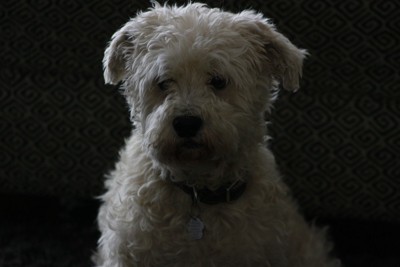 犬の白黒写真
