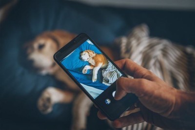 寝ている犬とスマホの写真