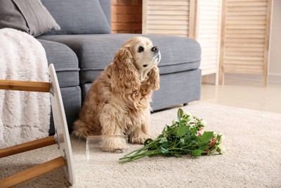 花瓶を倒してしまった犬