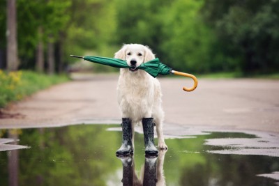 傘を咥えて長靴を履く犬