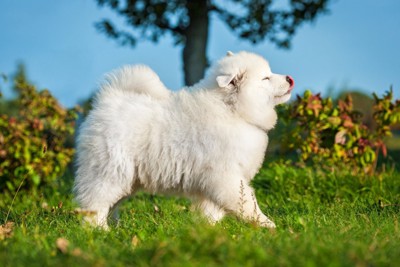芝生の上を歩くサモエドの子犬
