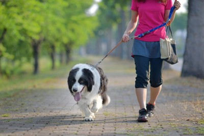 大型犬を散歩させる女性