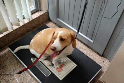 体重測定中の犬