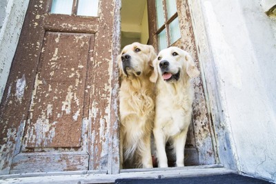 扉の前で待つ二頭の犬
