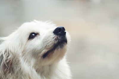 白い犬顔