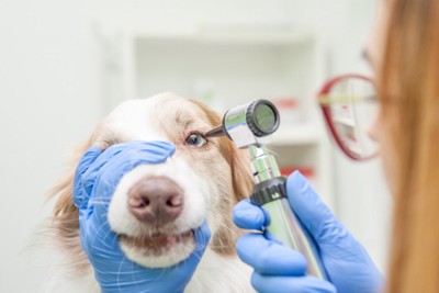 眼の検査を行う犬