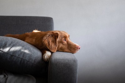 寂しそうな表情でソファで休む犬