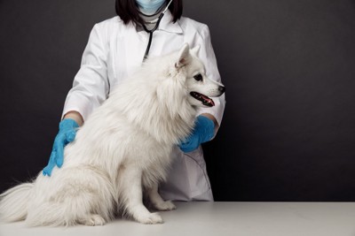 獣医と白い犬