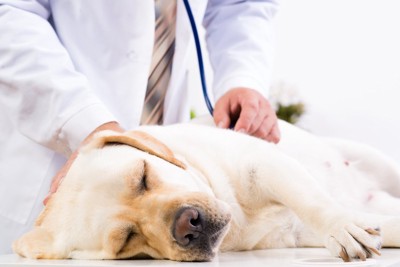 横になって目を閉じている犬に聴診器をあてる獣医師